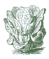Make sure you enter the right code numbers on your order form or you might get cabbage when you wanted cucumber.